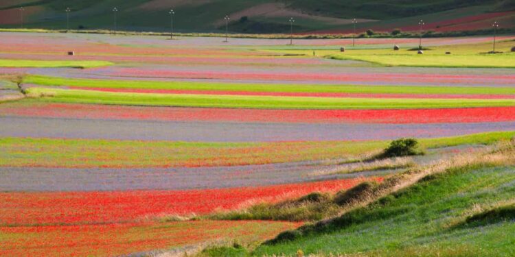 La fioritura di Castelluccio di Norcia
