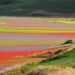 La fioritura di Castelluccio di Norcia
